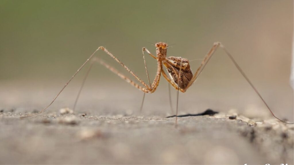 Spiritual Meaning of Daddy Long Legs