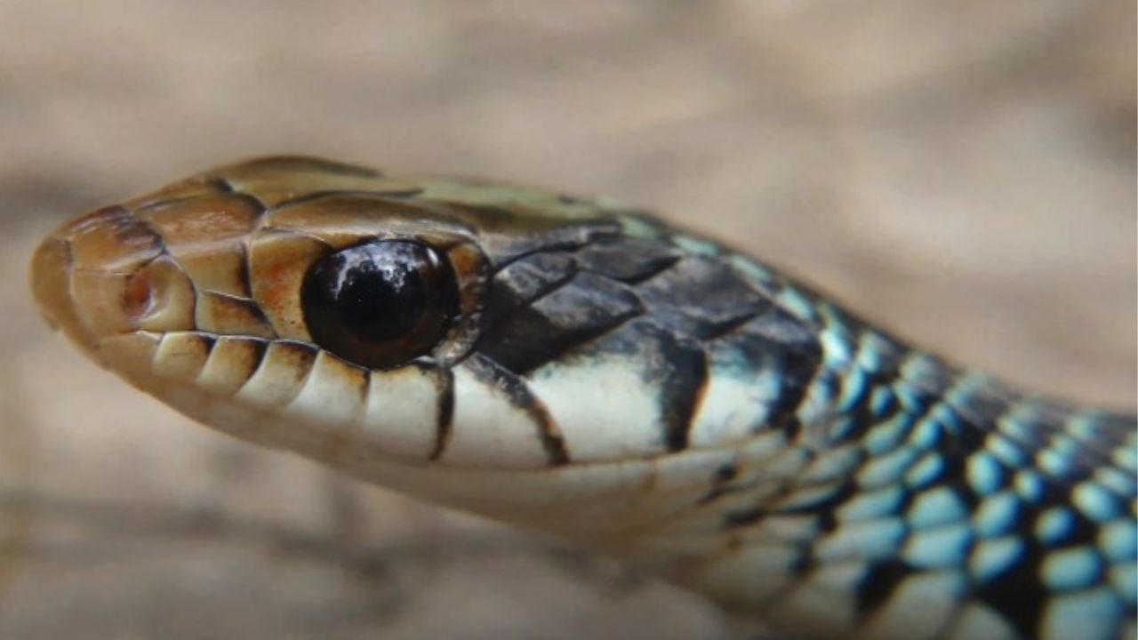 10 Shocking Garter Snake Spiritual Meaning