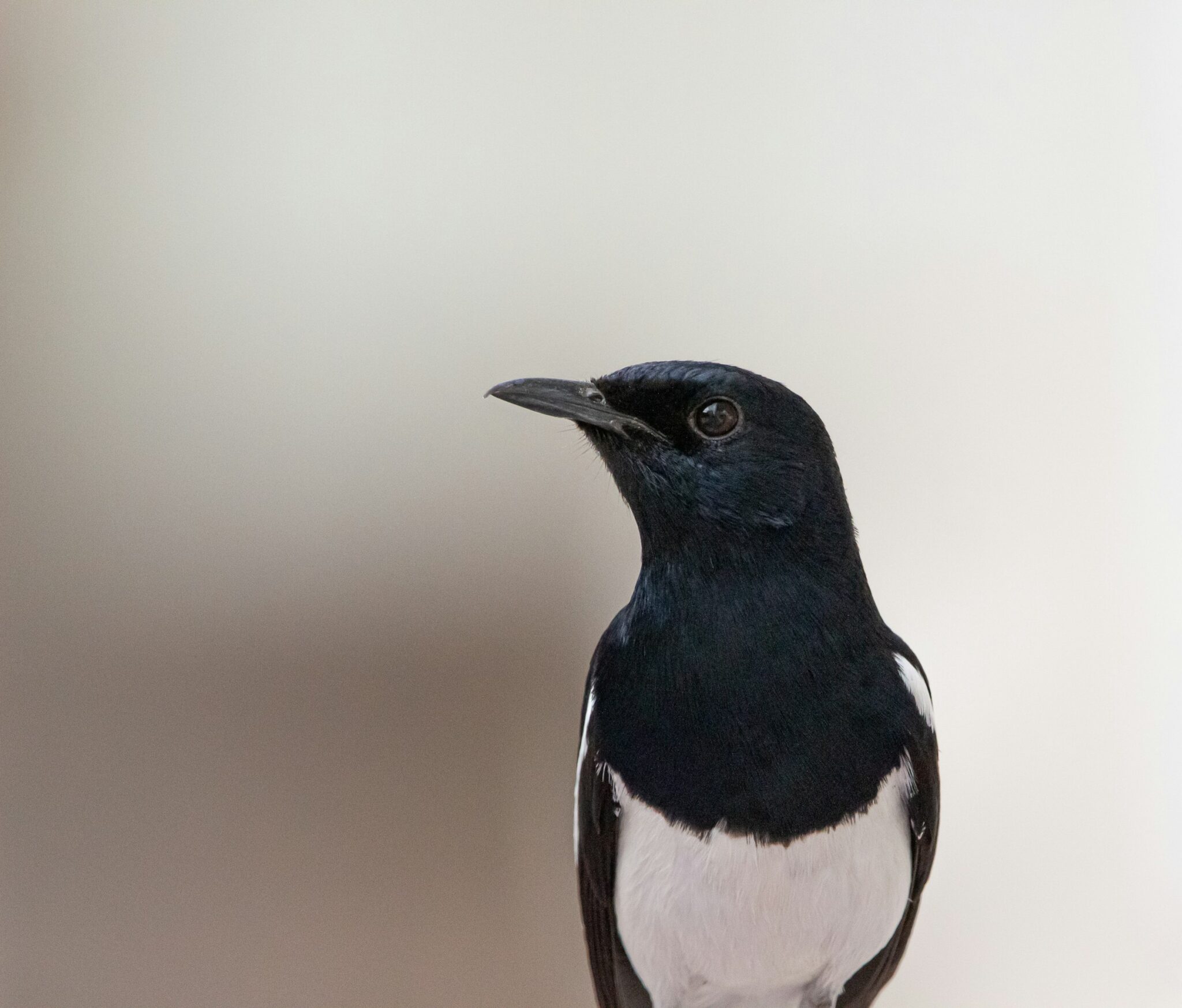 black and white bird - spiritual meaning of black and white birds