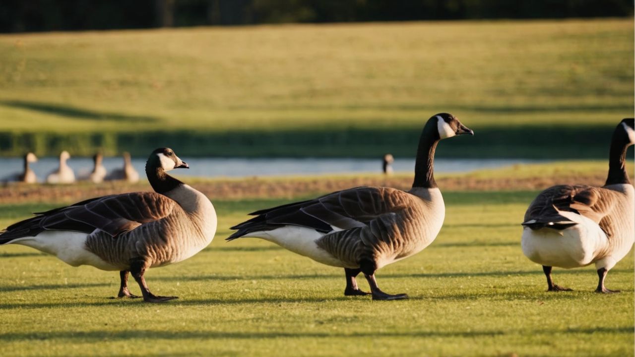 10 Sweet Spiritual Meaning of Geese