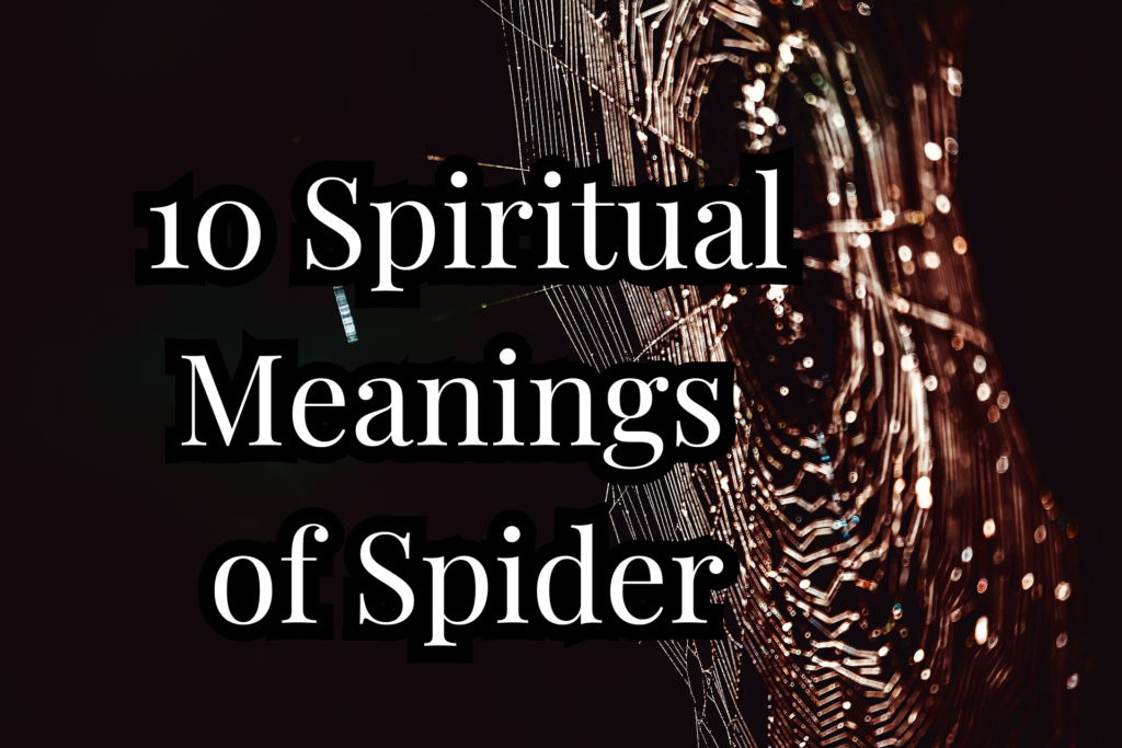 10 Spiritual Meanings of Spider