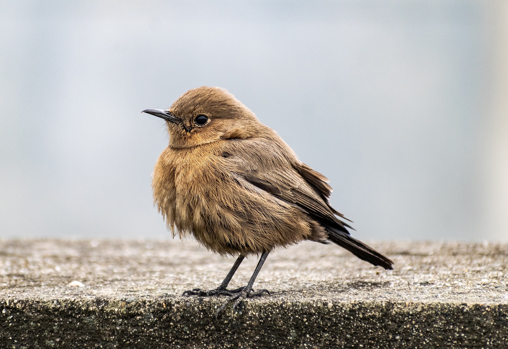 Spiritual Symbolisms of a Bird Pooping on You