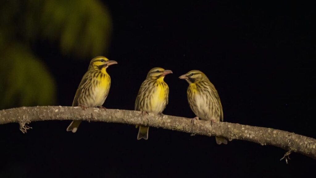 birds chirping at night spiritual meaning