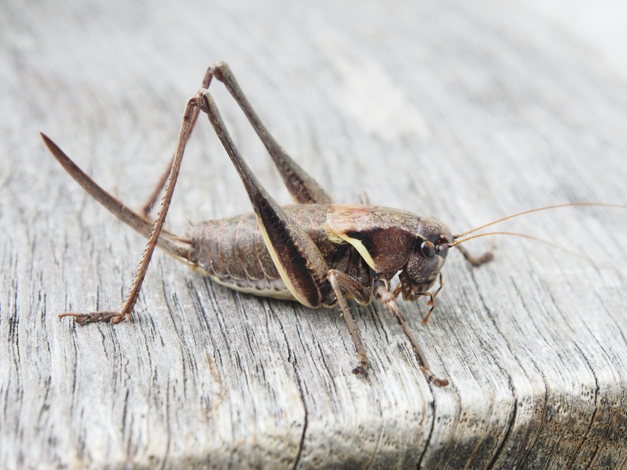 cricket crawling in - spiritual meanings and symbolism