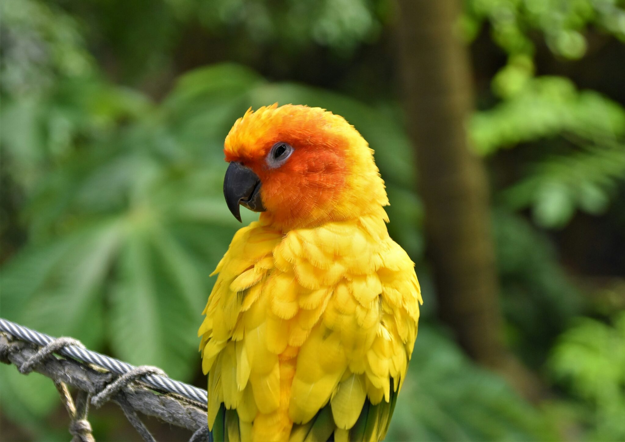 yellow parrot sitting on a tree - spiritual meaning of yellow birds