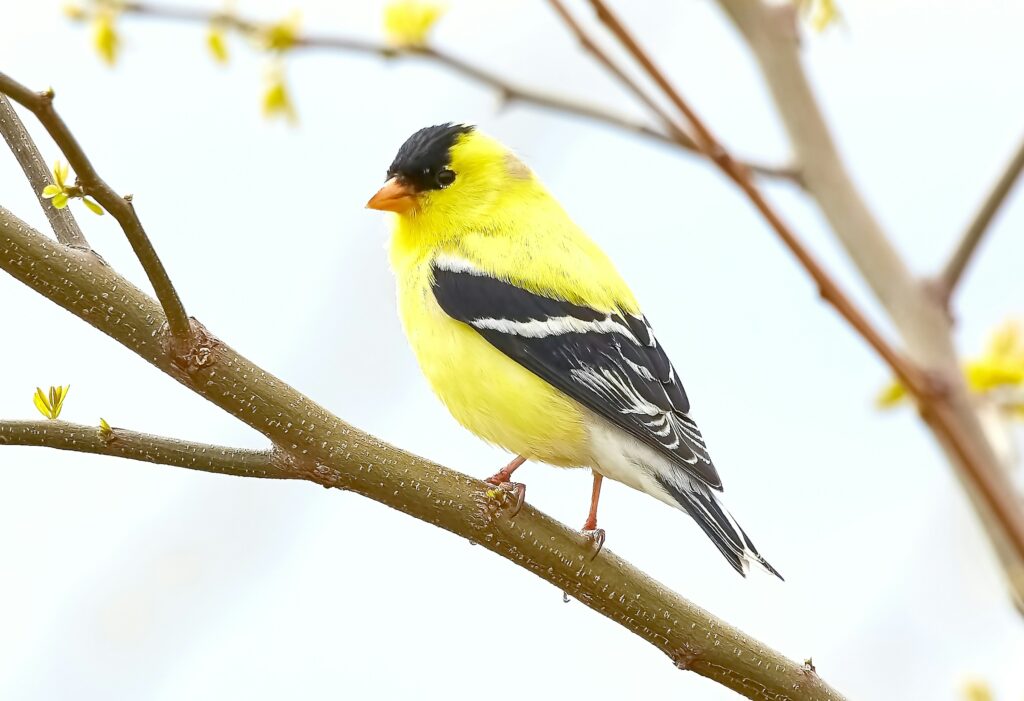 yellow bird on a tree - spiritual meaning of yellow bird