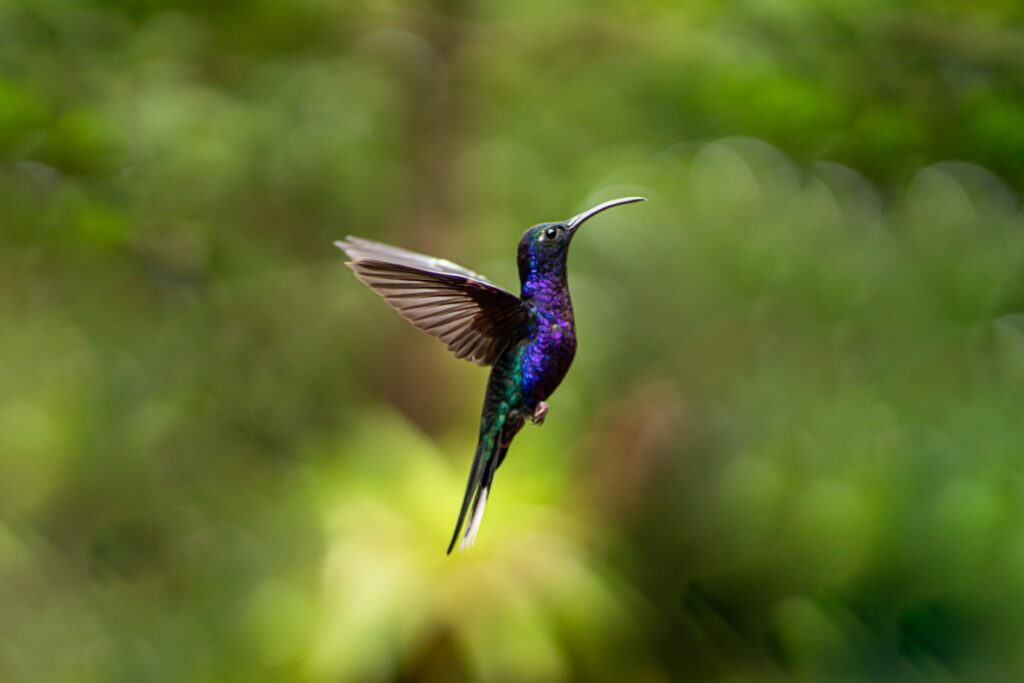 a hummingbird - Spiritual Meaning of Birds