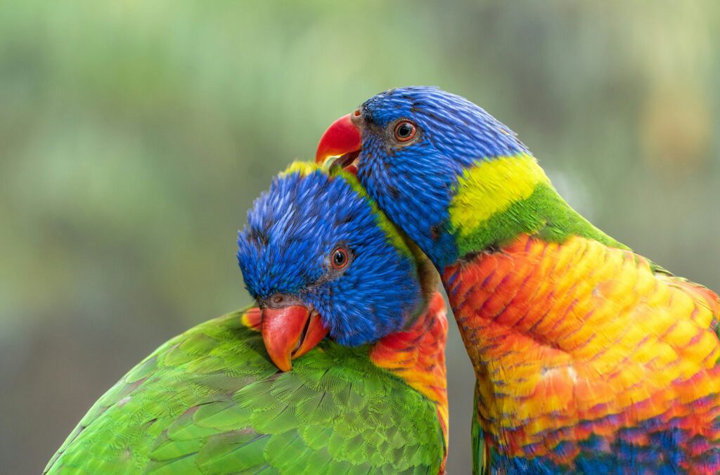 2 Parrots on a Tree - Spiritual Meaning of  Birds