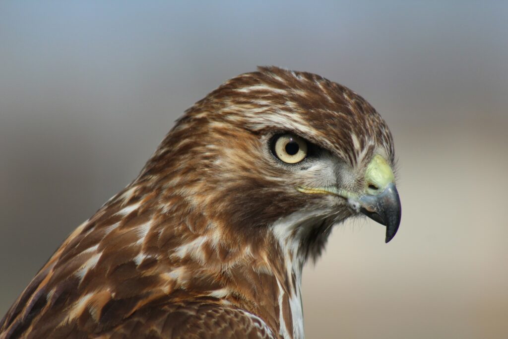 a hawk - Spiritual Meaning of Birds