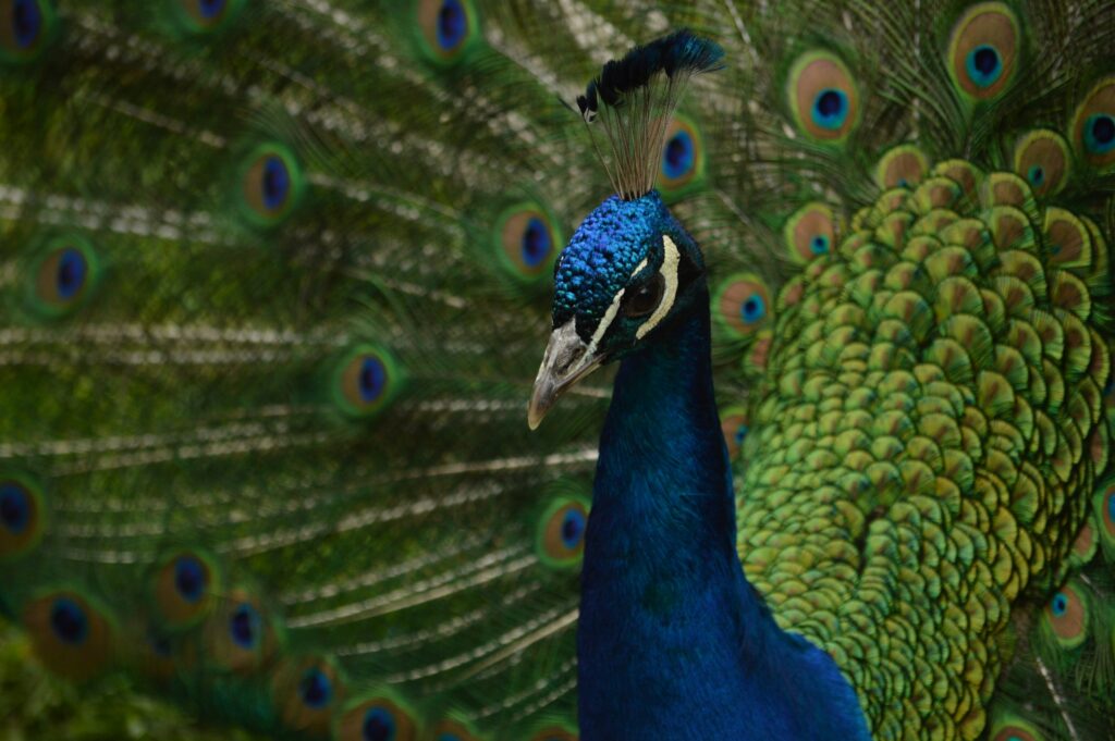 a peacock - Spiritual Meaning of Birds