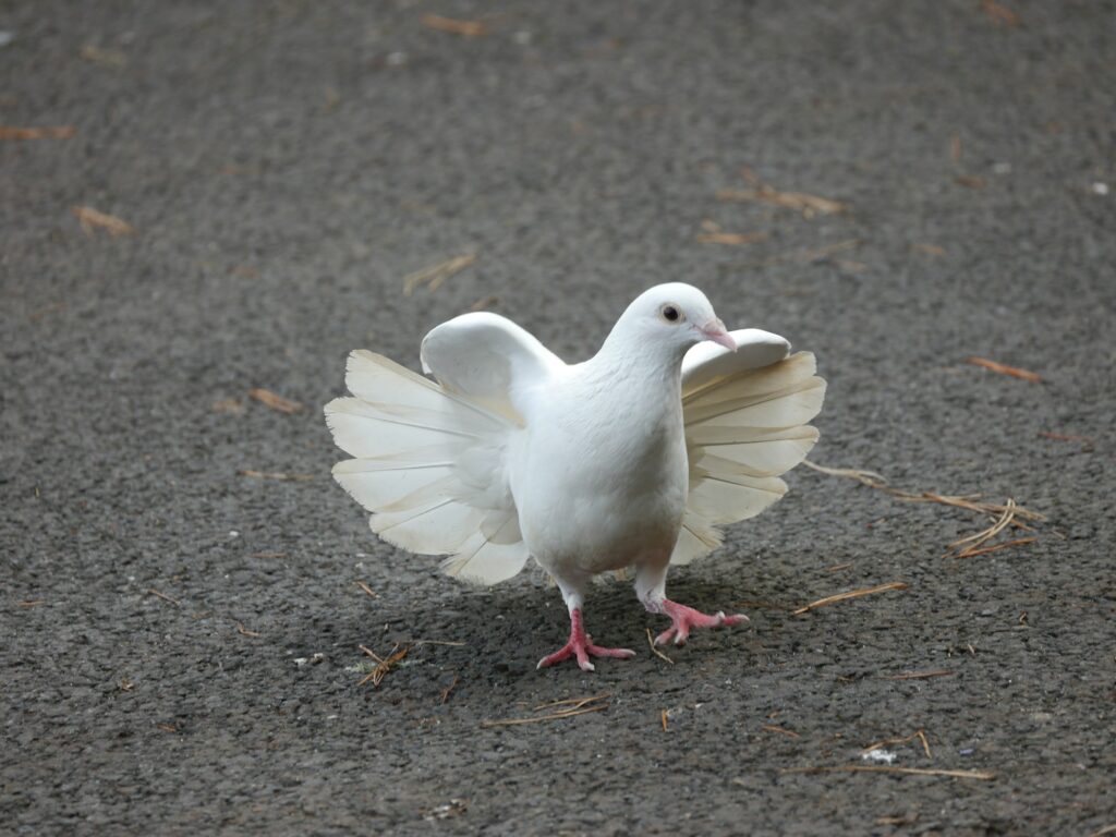 a dove - Spiritual Meaning of Birds