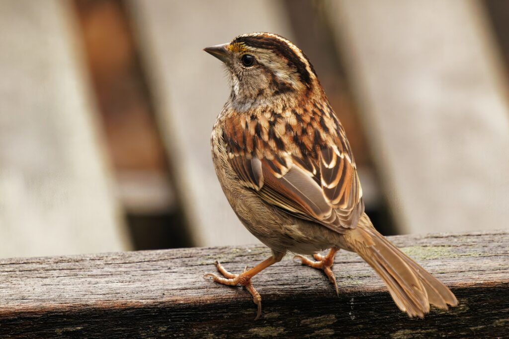 a sparrow - Spiritual Meaning of Birds