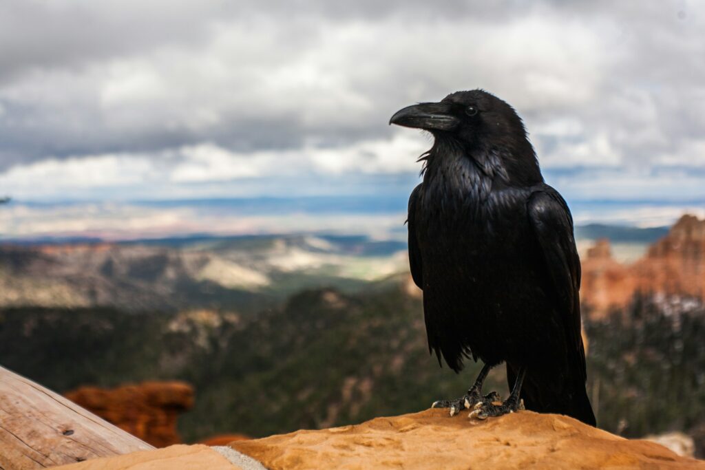 a raven - Spiritual Meaning of Birds