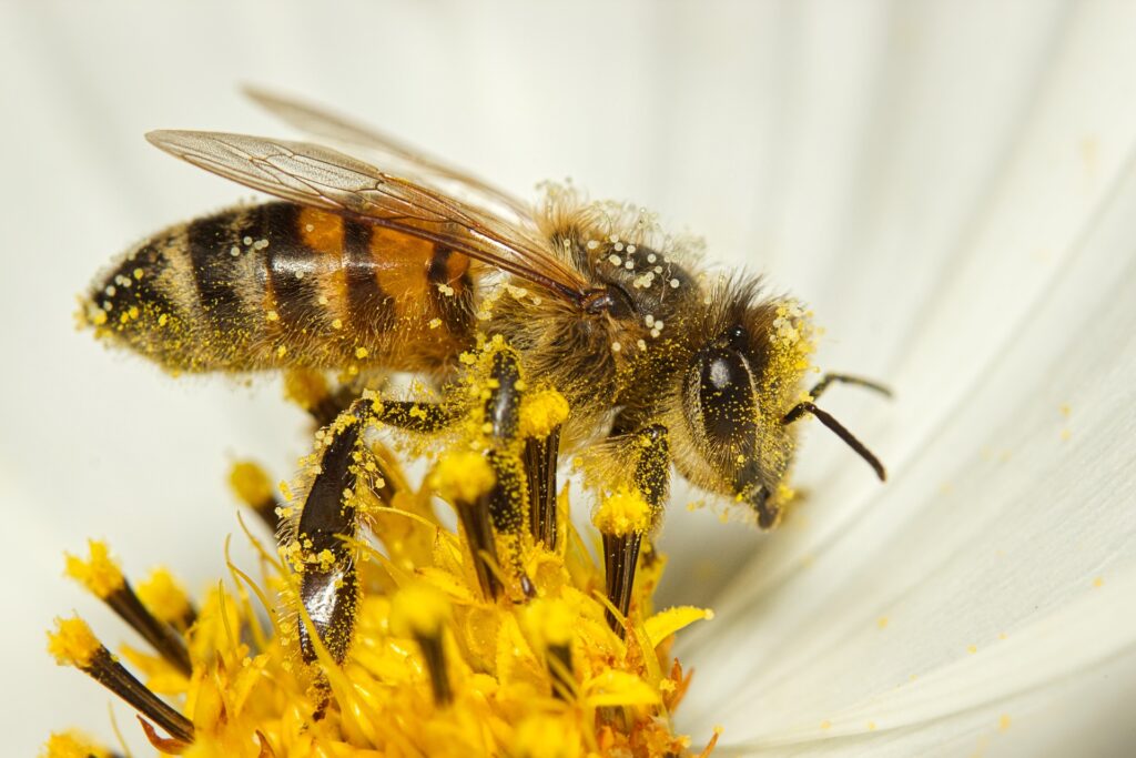 a yellow jacket bee - Yellow Jacket Spiritual Meaning