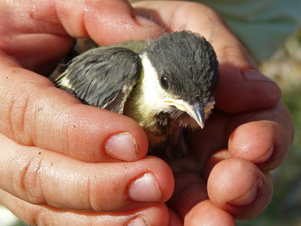 man holding a bird - Yellow Jacket Spiritual Meaning