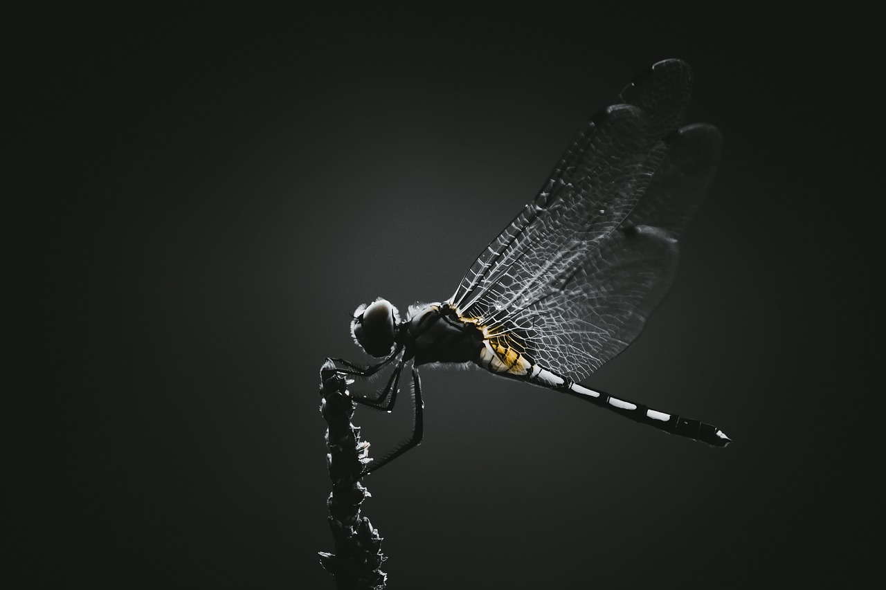 a dragonfly - spiritual meanings of dragonfly