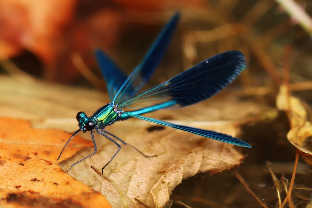 dragonfly - spiritual meanings of dragonfly