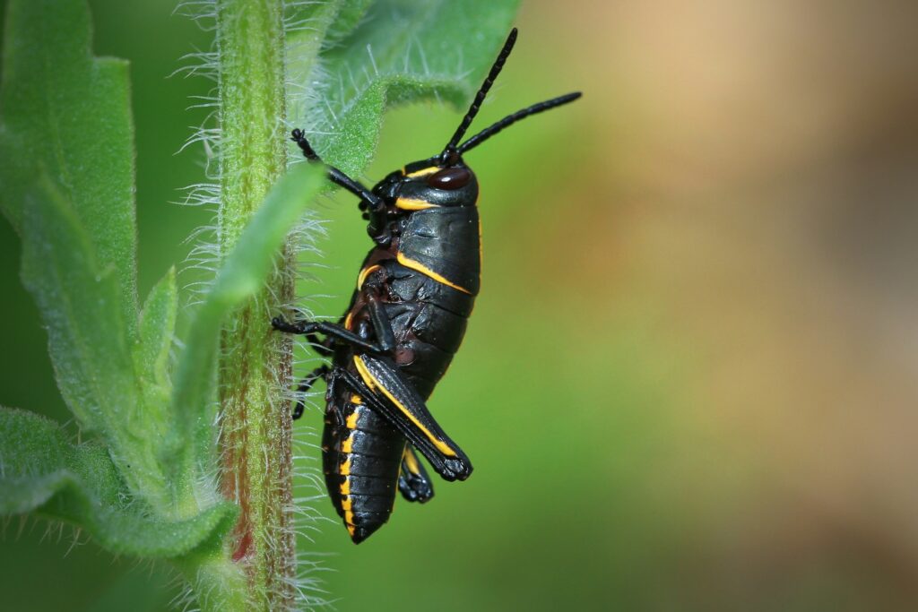 black cricket climbing - Spiritual Meanings of a Cricket in House