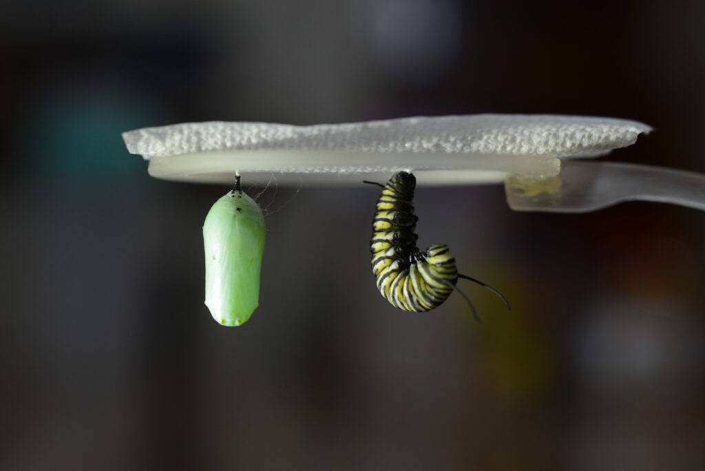 catterpillar and a cocoon - Yellow Jacket Spiritual Meaning