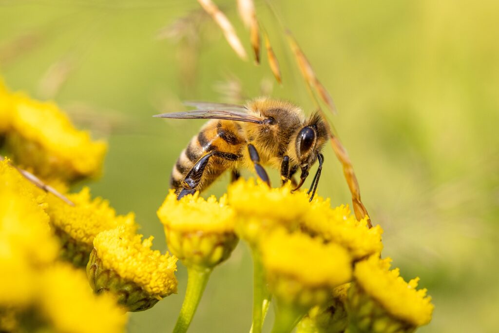 a yellow jacket bee - Yellow Jacket Spiritual Meaning