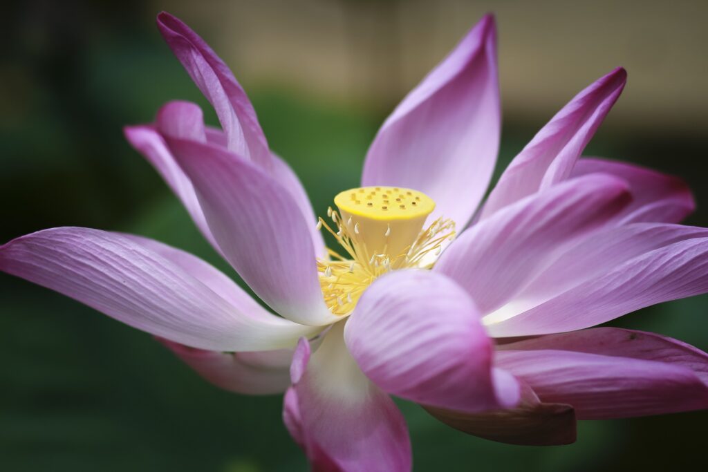 lotus flower - spiritual symbols