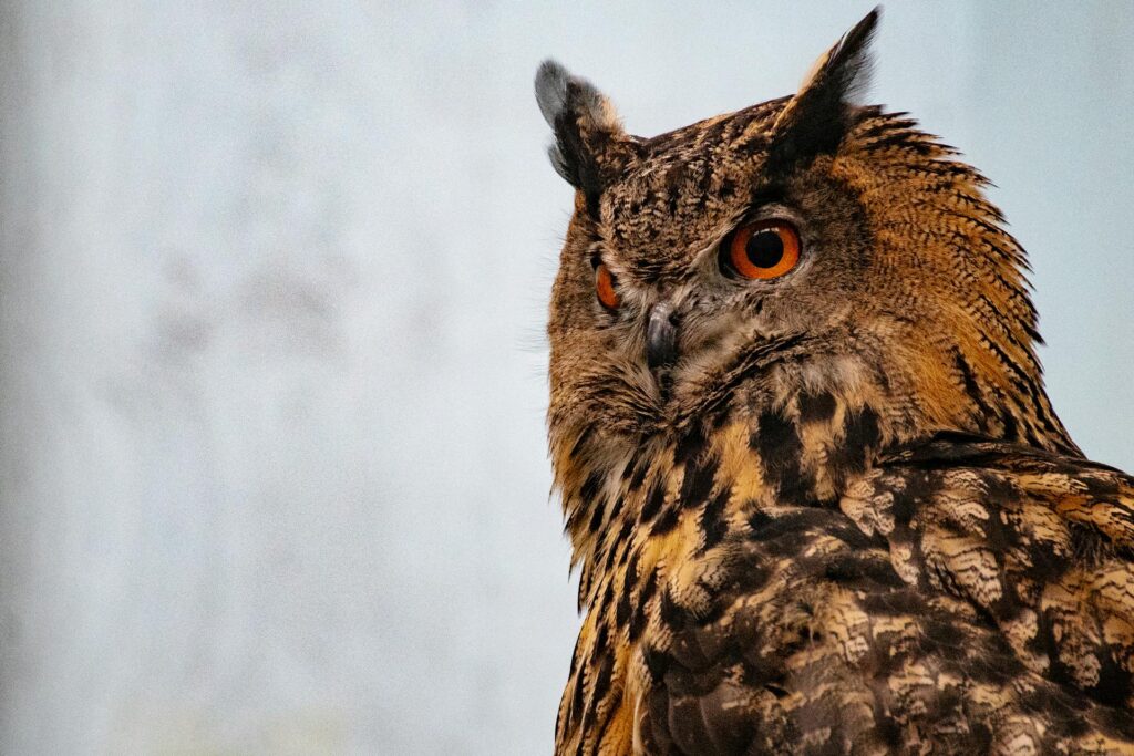 an owl - spiritual meaning of a feather