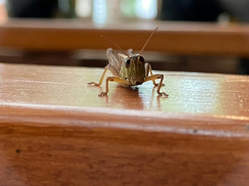 a cricket - Spiritual Meanings of a Cricket in House