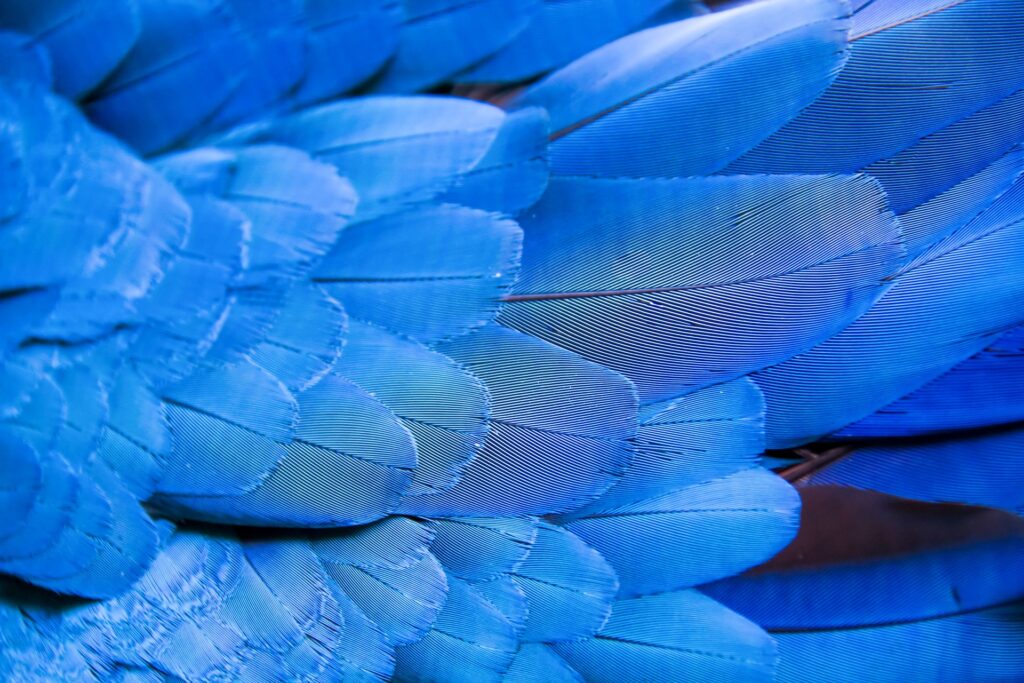 blue feathers - spiritual meaning of a feather