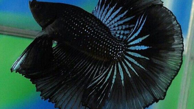 black betta fish - Betta Fish Spiritual Meanings