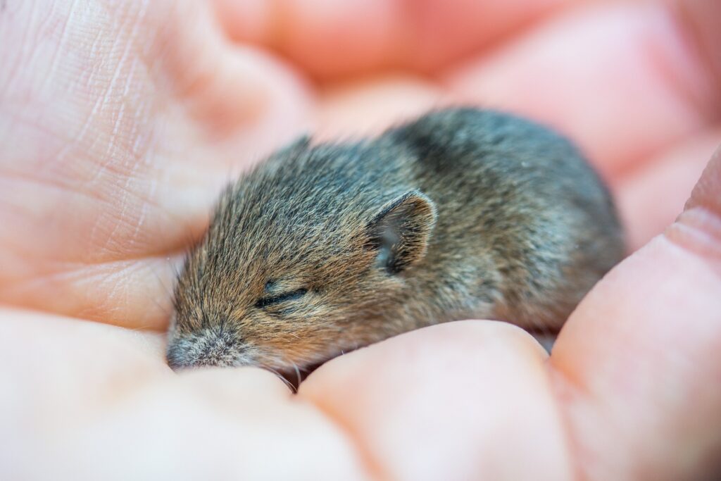 mouse in hand - Dead Mouse in House Spiritual Meaning