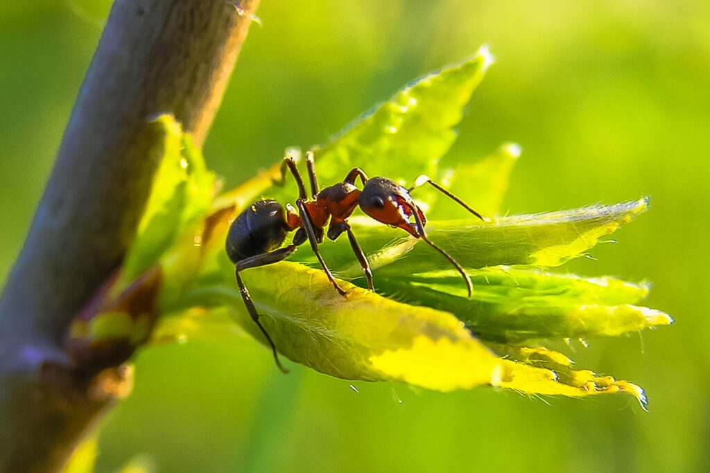 ant - Spiritual Meanings of Ant in the House