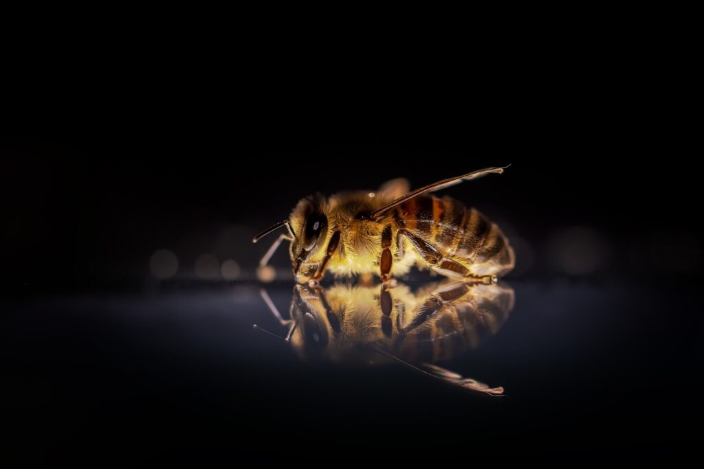 bee - Spiritual Meanings of Bee Sting