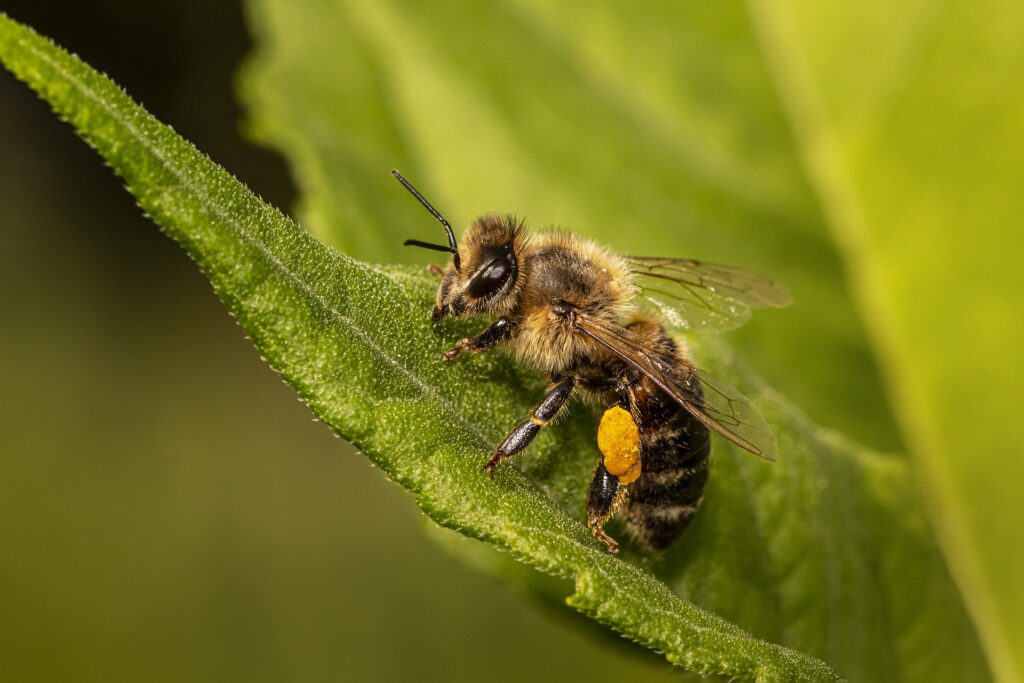 bee - Spiritual Meanings of Bee Sting