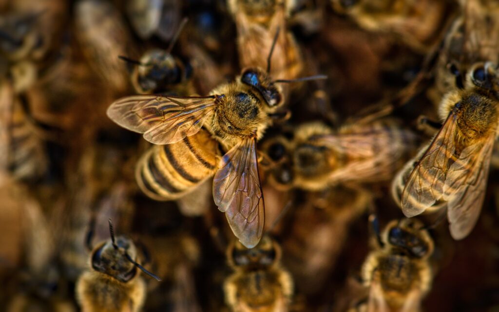 bees - Spiritual Meanings of Bee Sting