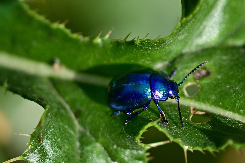 june bug - June Bug Spiritual Meanings