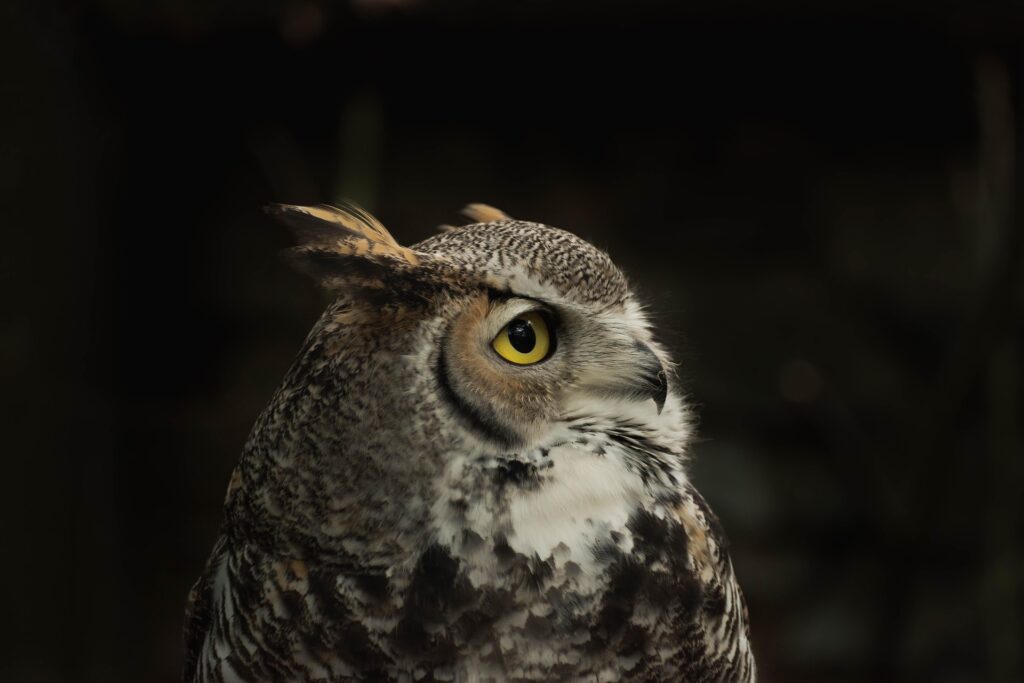 owl - Spiritual Meaning of Owl Hooting at Night