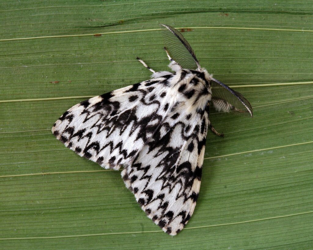 black n white moth - Spiritual Meanings of a White a Moth