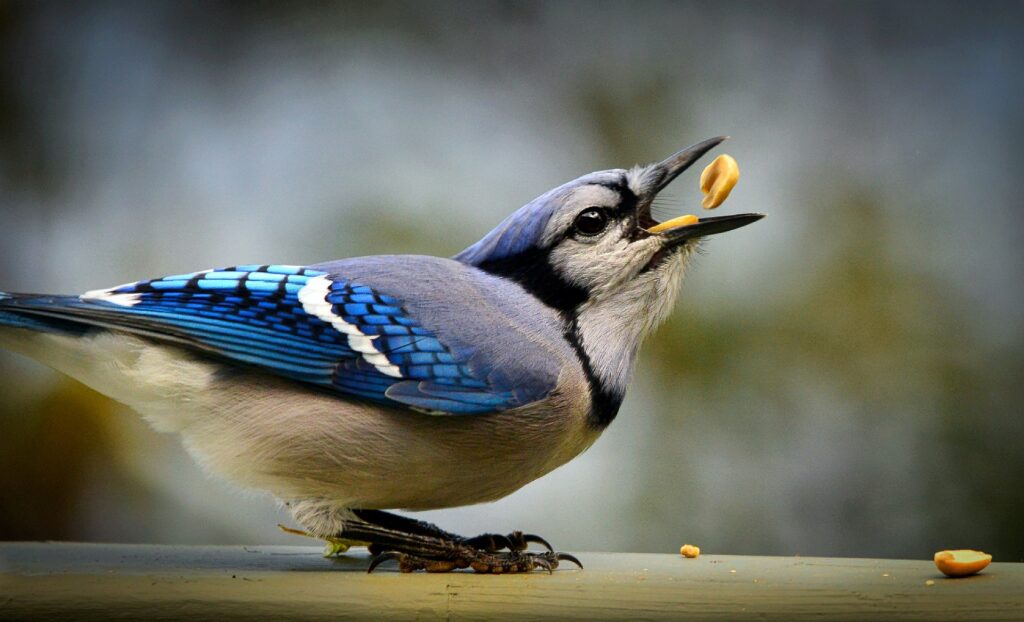 blue jay - Blue Jay Spiritual Meaning Twin Flame