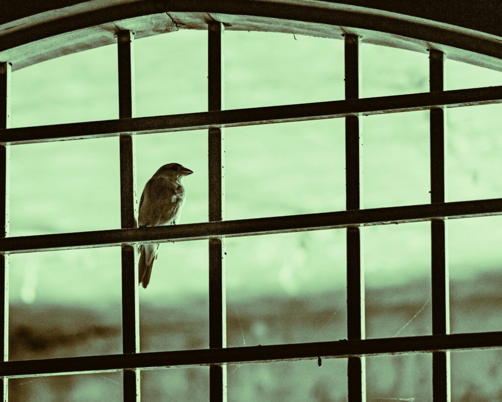 bird on a window - Bird Keeps Flying Into Window Spiritual Meanings