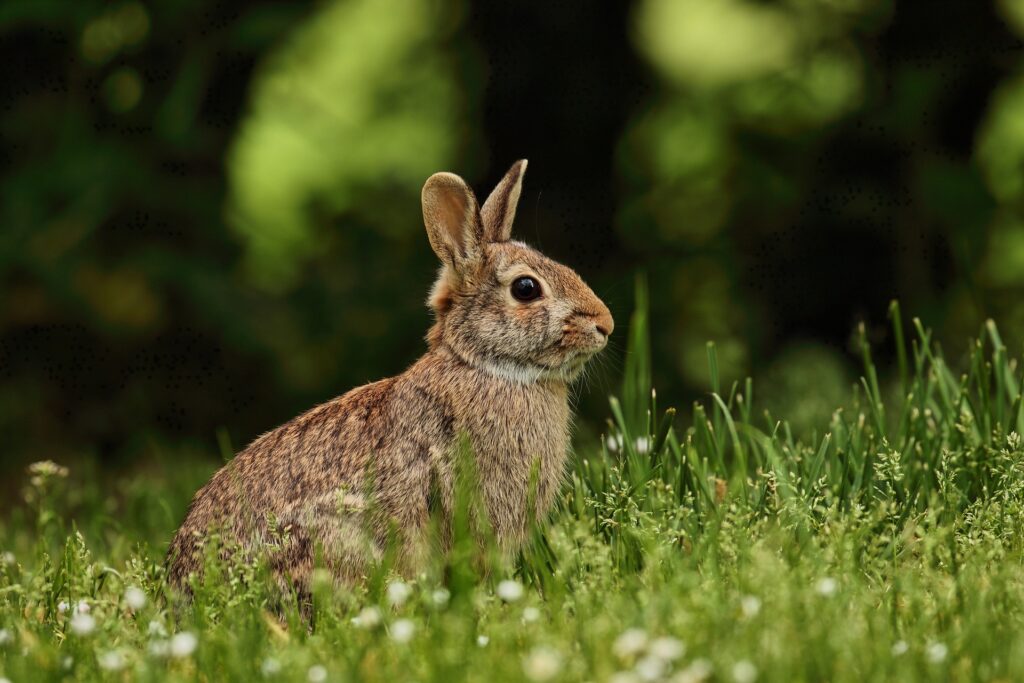 rabbit - Spiritual Meanings of a Rabbit Crossing Your Path