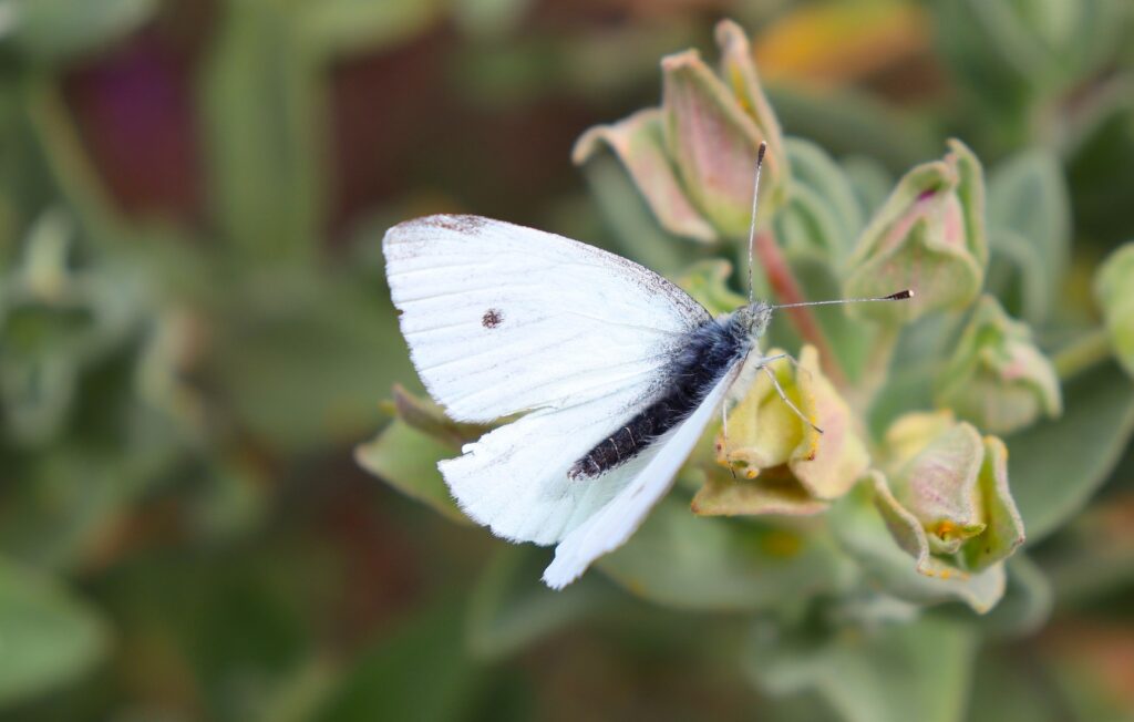 white moth - Spiritual Meanings of a White a Moth