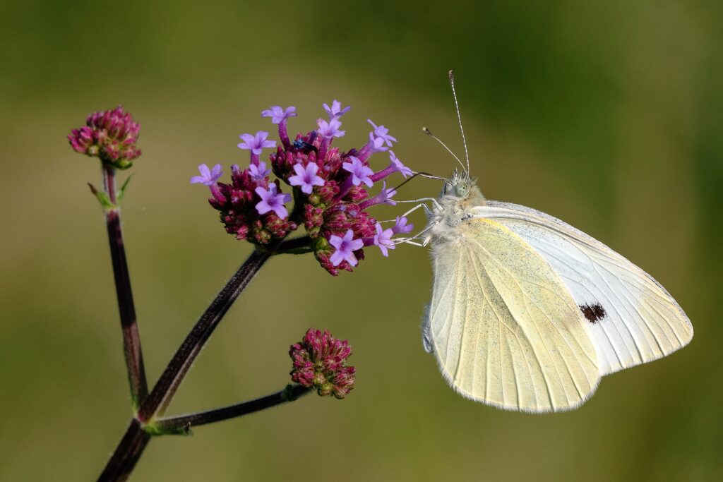 white butterfly - Spiritual Meanings of a Yellow Butterfly