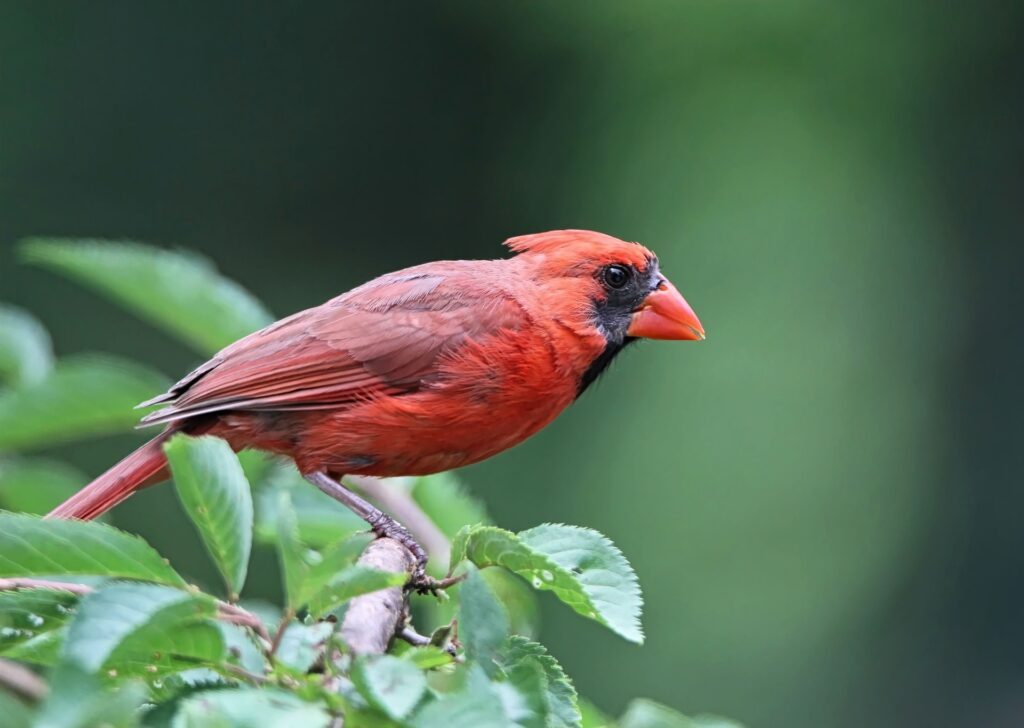 red bird - Bird Keeps Flying Into Window Spiritual Meanings