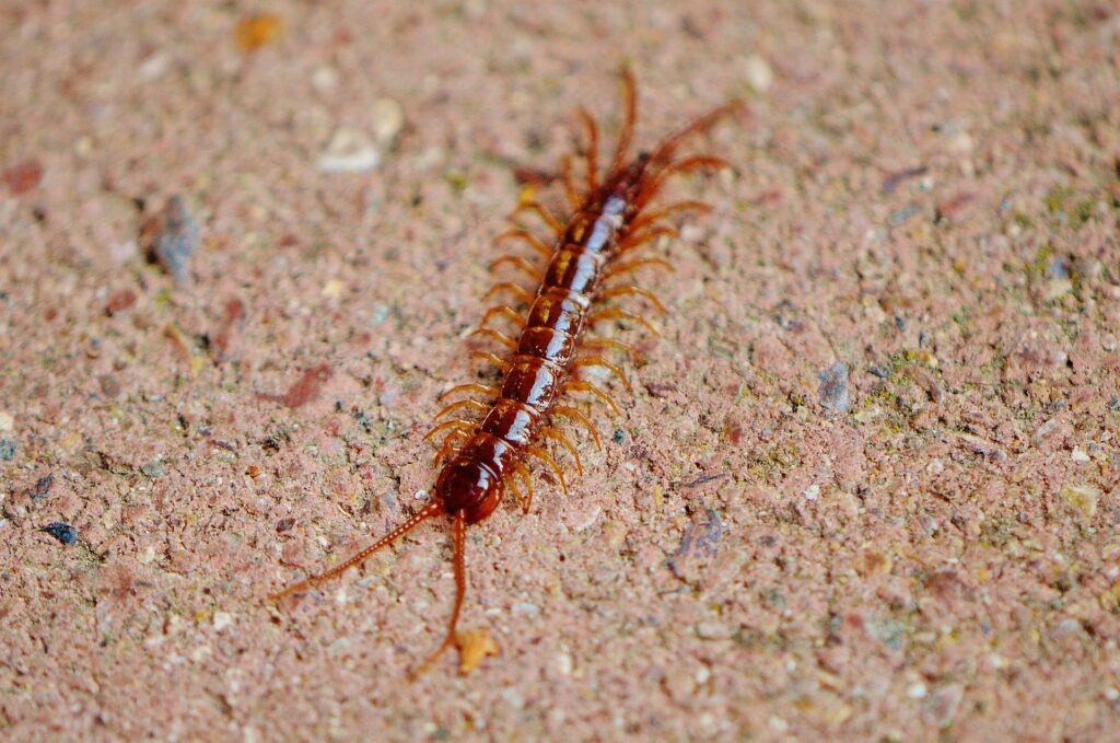 centipede - Centipede Meaning Spiritual