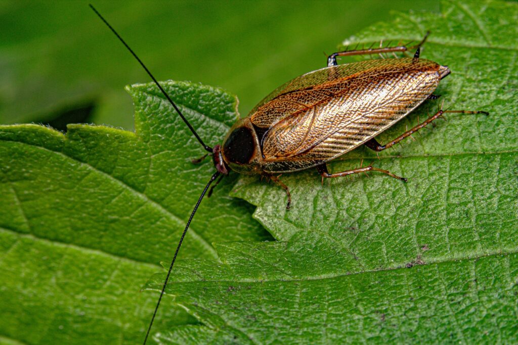 cockroach - Spiritual Meaning of Cockroaches