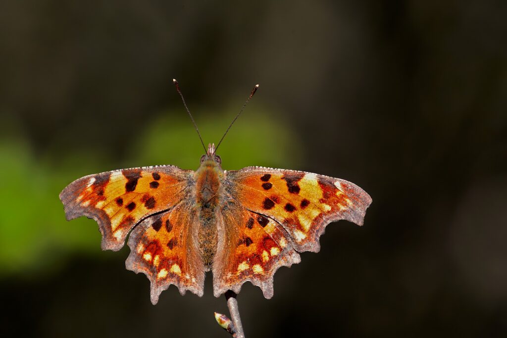 butterfly - Spiritual Meanings of a Yellow Butterfly