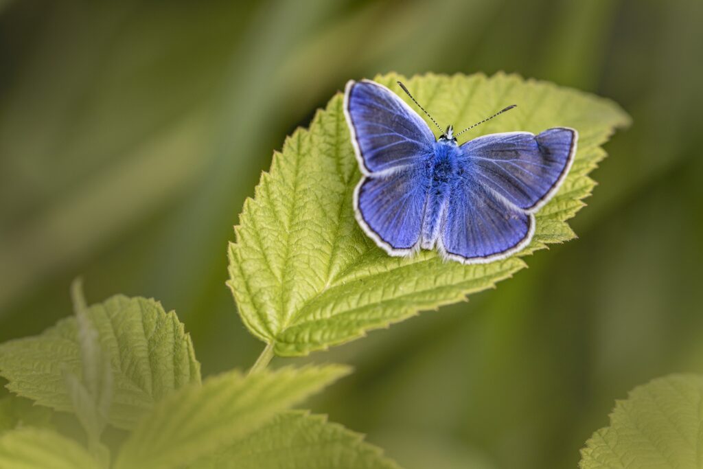 blue butterfly - Spiritual Meanings of a Yellow Butterfly