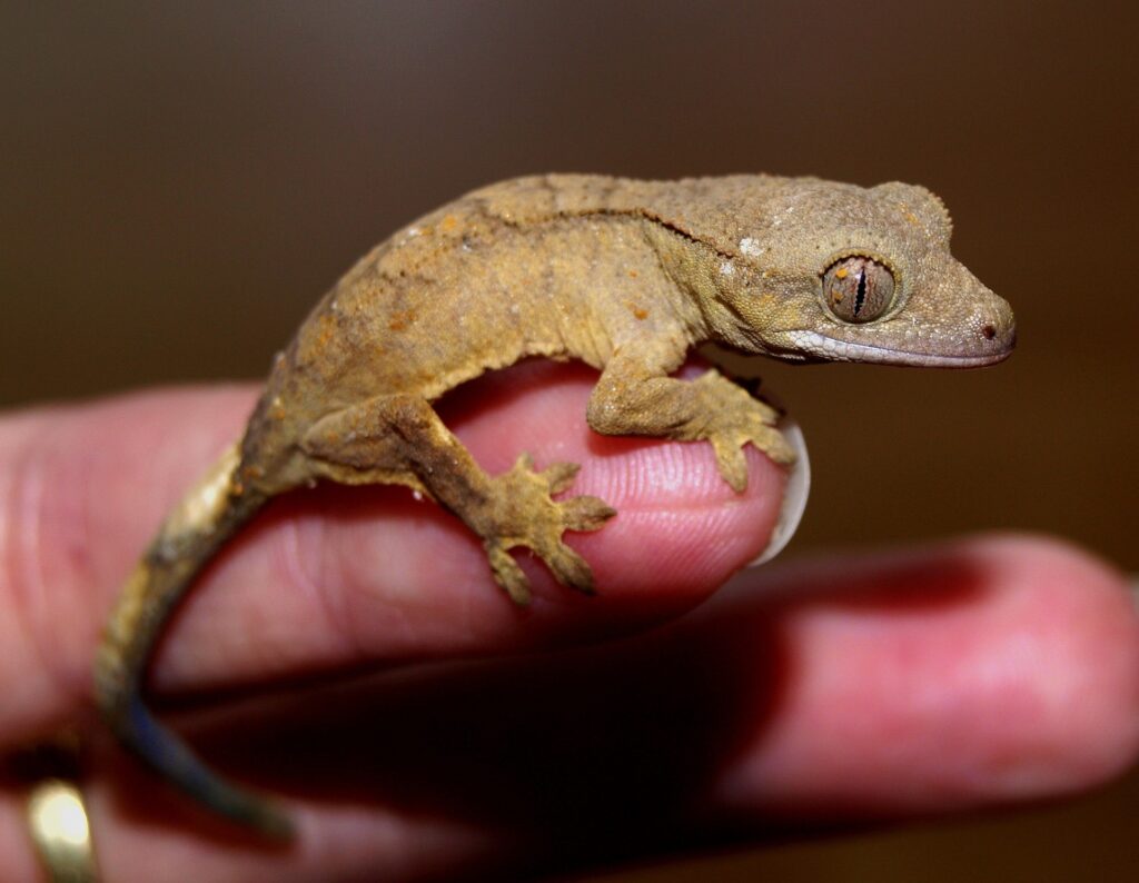 a gecko - Spiritual Meanings of a Gecko