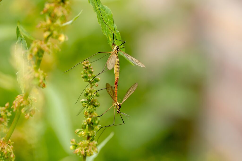 daddy long legs - Spiritual Meaning of a Daddy Long Legs