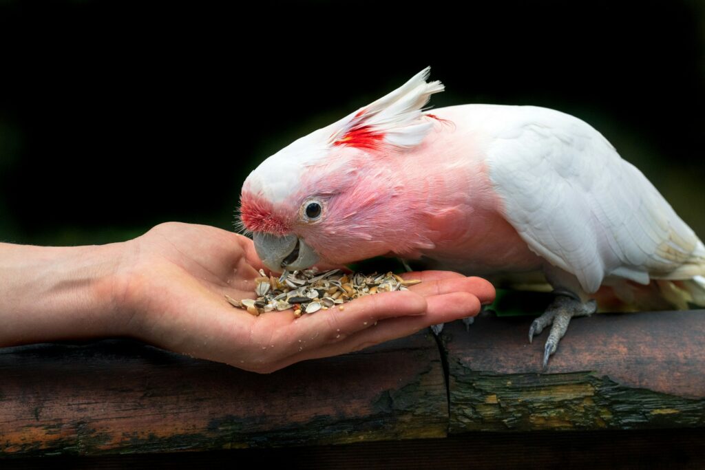 pink bird - spiritual meaning of pink birds